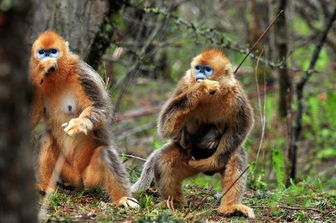Golden monkeys well protected in central China