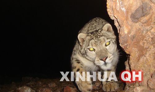 Snow leopards captured by amateur photographer in Yushu
