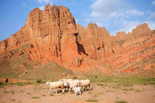 A flock of sheep passes by the Guide Danxia Landform in Qinghai province, Aug 3.