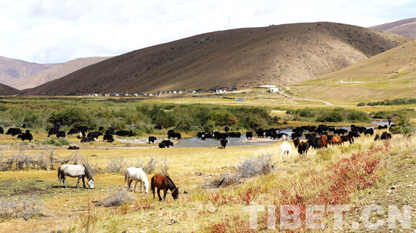 The Meiyu Grassland in Zogang county of Chamdo Prefecture in the east of Tibet Autonomous Region, photo from China Tibet Online.