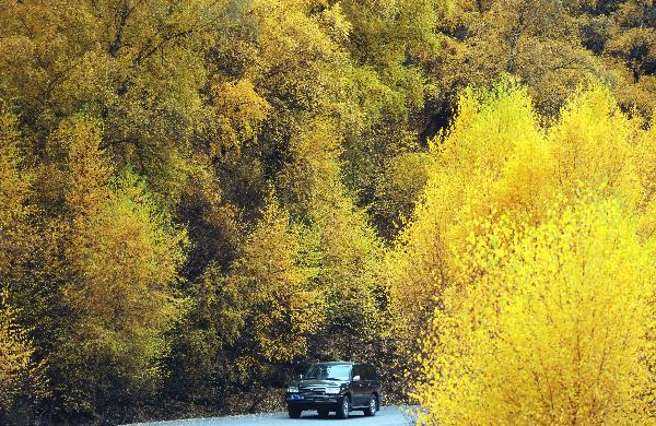 A vehicle runs between forests in Qilian Mountains in northwest China's Qinghai Province, Oct. 21, 2010. Extending more than 1,000 kilometers, Qilian Mountains cover the mountain range on the border of Qinghai and Gansu Provinces in northwest China. The mountains rise more than 4,000 meters above sea level, and their snow drifts and glaciers are major water resources, photo from Xinhua.