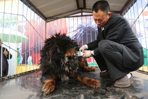 A Tibetan mastiff drinks water after its arrival at Shijiazhuang Railway Station in Hebei from Qinghai province