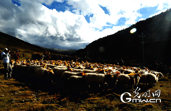 A shutterbug takes photo of a flock of sheep on the boundless grassland of the Qinghai-Tibet Plateau, photo from Gmw.cn.