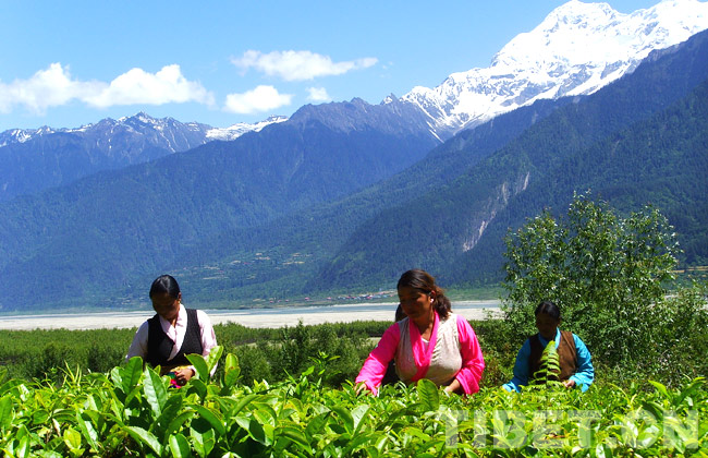Tibetan women are working in the Yigong Tea Plantation in Bome County in the southeast of Tibet Autonomous Region, photo from China Tibet Online.