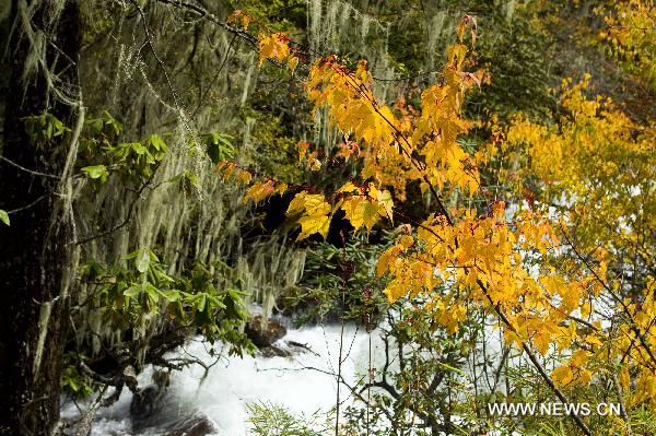 Photo taken on Oct. 16, 2010 shows the autumn scenery of Mugecuo, a famouse lake scenic spot, in Kangding, southwest China's Sichuan Province. [Xinhua/Jia Nanyi]