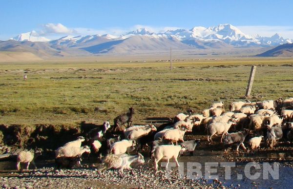 Herds of sheep stroll and graze on the grassland in the Mt.Qomolangma Nature Reserve, photo from China Tibet Online.