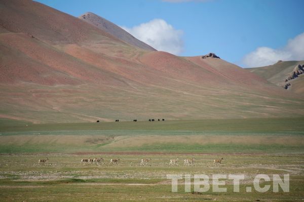 The Changtang Nature Reserve of Ngari Prefecture in the southwest China's Tibet Autonomous Region is the paradise for wild animals, photo from China Tibet Online.