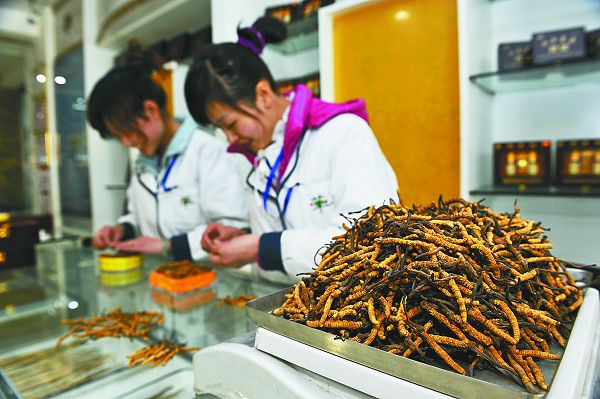 Cordyceps sinensis on sale, photo from Tibet Business Daily.