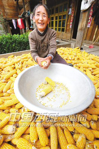 Cangco, villager from Gaba Village, Nyingchi Prefecture, receives a bumper corn harvest this year, photo from Tibet Daily, October 26.