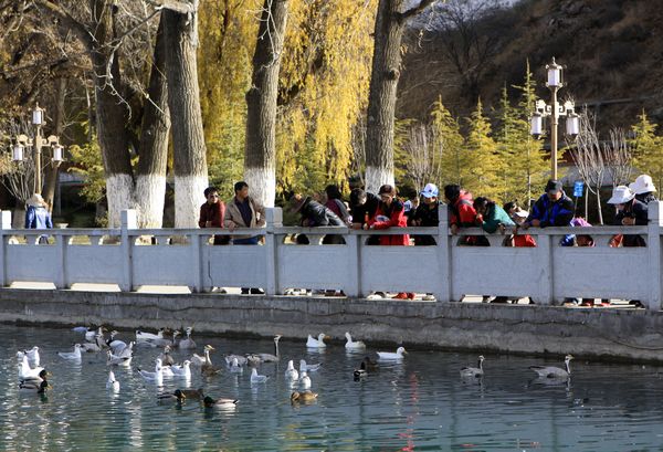 Citizens feed birds with biscuit, photo taken by Jan on Nov 28 from China Tibet Online