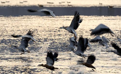 A flock of bar-headed geese play with water in the Lhasa River