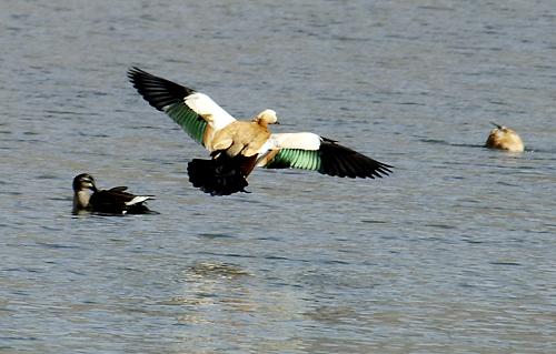 As spring comes and ice thaws, ruddy shelducks, a kind of migrant wild ducks start to fly away from their overwintering habitat in the Lhasa River