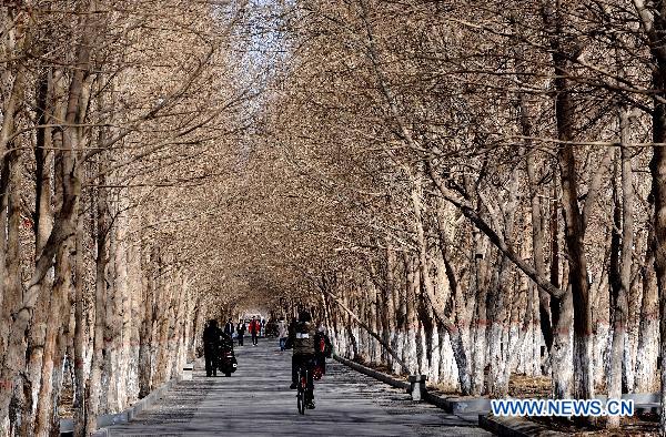 People are seen on a path through dense trees in urban Golmud, northwest China's Qinghai Province, April 2, 2011. [Photo/Xinhua]