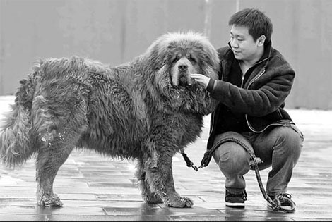 Zhang Pohu, who runs a Tibetan mastiff kennel in Hebei province, with his Tibetan mastiff named Baishi. Wang Jing / China Daily