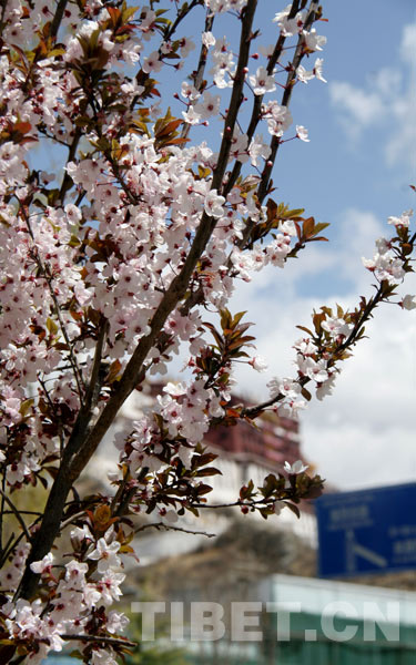Beautiful peach blossoms in front of a Tibetan-style palace. [Photo/China Tibet Online]