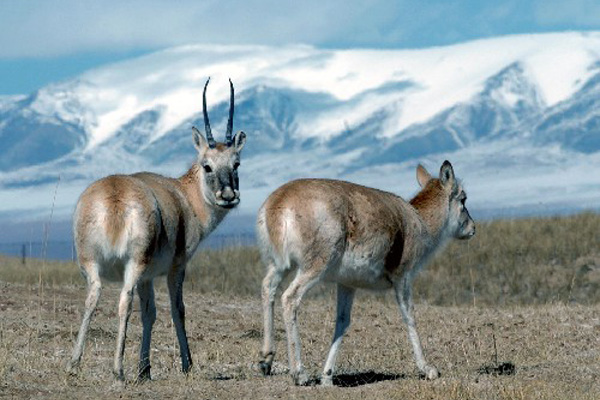 Tibetan antelopes search for food on grassland in Tibet. [Photo provided by China Tibet Online]