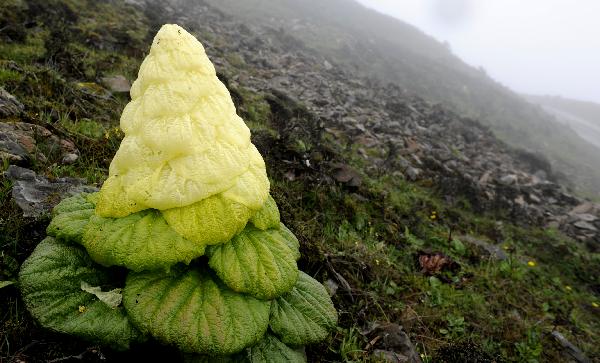 Photo taken on July 6, 2011 shows an alpine plant on the south slope of the Himalayas, southwest China's Tibet Autonomous Region. [Photo/Xinhua]
