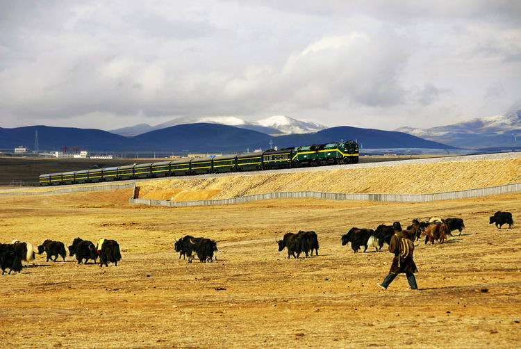 The Qinghai-Tibet railway passes through highland area.[Photo/Jiaxing Daily]
