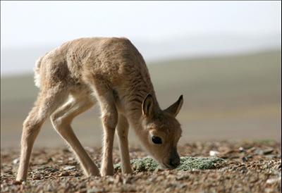 A little Tibetan antelope born just for several days is looking for food by the Zhuonai Lake of Hoh Xil.