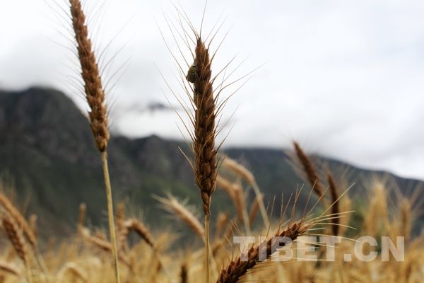 Plump wheat ears paint the vast field golden against the green mountains. [Photo/China Tibet Online]