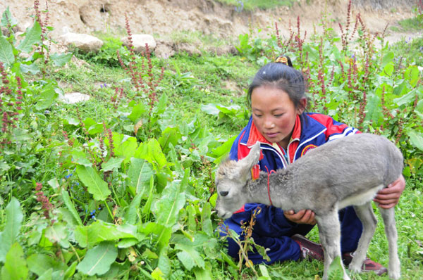 An 11-year-old Tibetan girl takes care of a young bharal or Himalayan blue sheep together with her brother in Nangqen county, Qinghai Province.