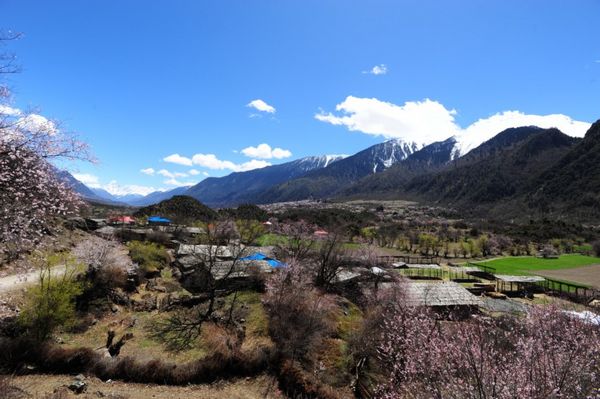 Peach trees are in full bloom in Bome County of south Tibet's Nyinghchi between March and April, looking like a sea of peach blossoms. [Photo/China Tibet Online]