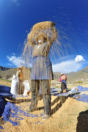 Peasants in Gurum township of Tohlung Dechen county, Lhasa, are drying the wheat on September 5.