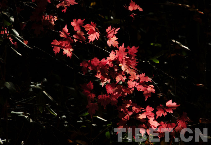 As autumn comes, maple leaves in Bome County of southeastern Tibet Autonomous Region gradually turns bright red, being worthy of admiration. [Photo/China Tibet Online]