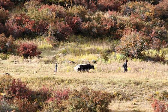 Trees turn golden as if they were deep-dyed [Photo/www.baidu.com]