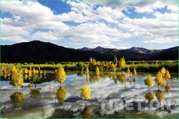 The beautiful autumn scenery in the Shigatse Tibet. [Photo/China Tibet Online]