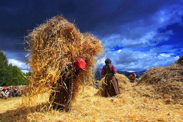 The golden highland barley, blue sky, white clouds and busy Tibetan farmers in colorful Tibetan costumes present tourists a beautiful view. [Photo provided to China Tibet Online]