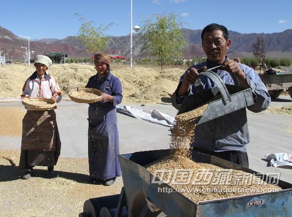 Farmers in the Lhundrup County of Lhasa, capital of China's Tibet Autonomous Region are busy in threshing barley. [Photo/Tibetnews.com]