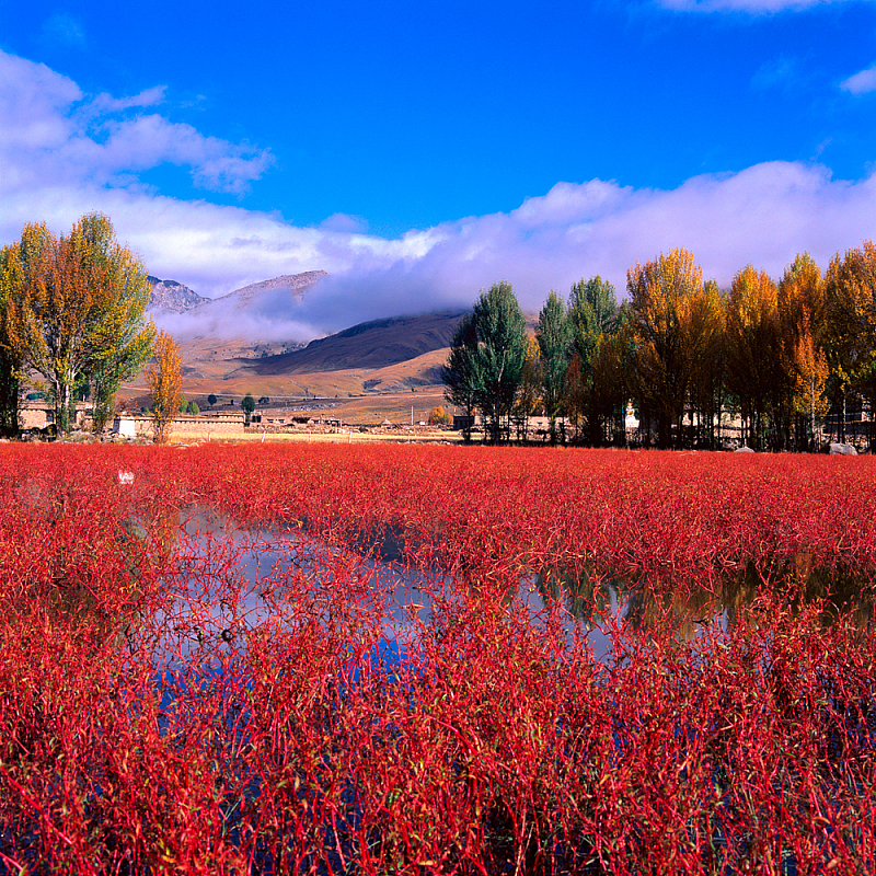 Daocheng County, renowned for natural scenery, is in the Garze Tibetan Autonomous Prefecture, Sichuan Province. [Photo/tuhigh.com]
