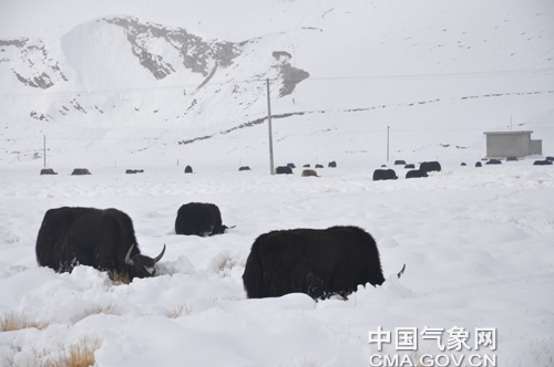 Yaks look for food in the knee-deep snow.