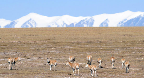 A group of Tibetan antelope are seen on grasslands at Hoh Xil Nature Reserve on the Qinghai-Tibet Plateau, Oct 23, 2011. [Photo/Xinhua]