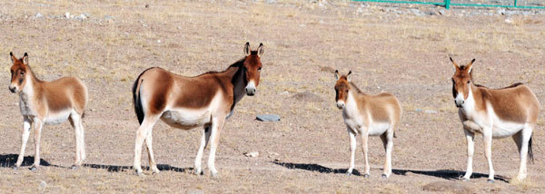 Wild donkeys are seen on grasslands at Hoh Xil Nature Reserve on the Qinghai-Tibet Plateau, Oct 23, 2011. [Photo/Xinhua]