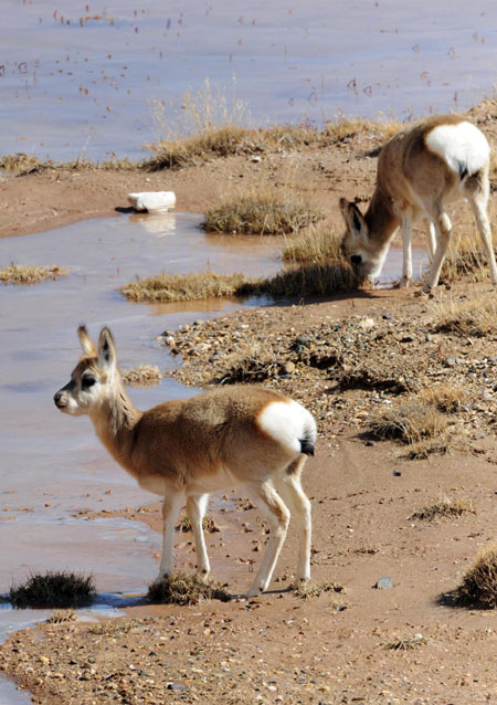 Wild animTwo Tibetan gazelles drink water in grasslands at Hoh Xil Nature Reserve on the Qinghai-Tibet Plateau, Oct 23, 2011. Over past few years, wild animals at Hoh Xil Nature Reserve have started to thrive due to comprehensive efforts to crack down on poaching, enabling vistors to see groups of wild animals in the reserve.[Photo/Xinhua]als thrive in Hoh Xil Nature Reserve