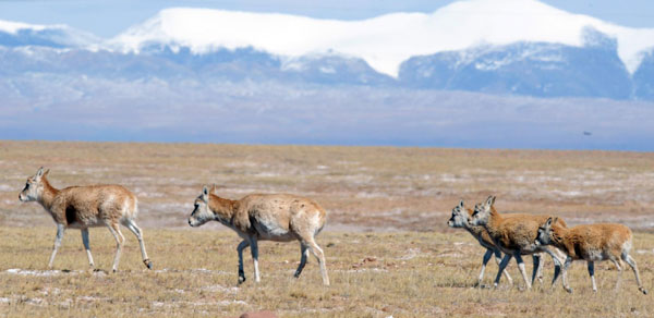 Tibetan antelope are seen on grasslands at Hoh Xil Nature Reserve on the Qinghai-Tibet Plateau, Oct 23, 2011. [Photo/Xinhua]