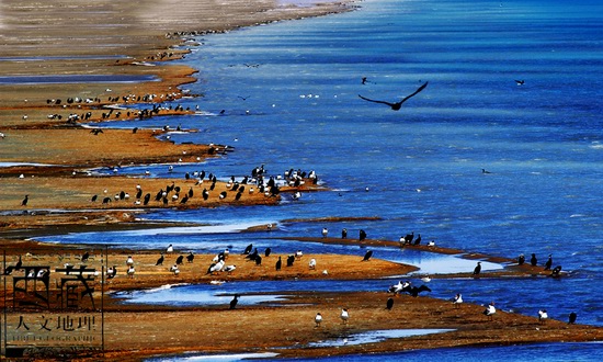 Photo shows numerous birds inhabiting at the Qinghai Lake, the largest lake in China. [Photo/tibet-g.com]