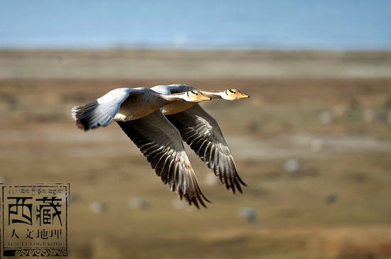 Photo shows two swans flying side by side above the Qinghai Lake, the largest lake in China. [Photo/tibet-g.com]