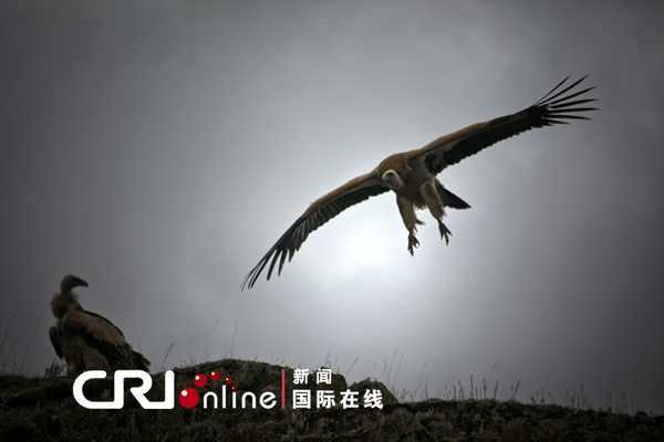 Eagles or vultures are believed to be divine birds which helps heaven take human bodies back. [Photo/CRI]