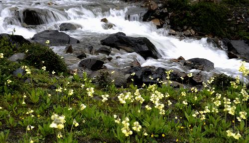 Flowers blossom on July 6.