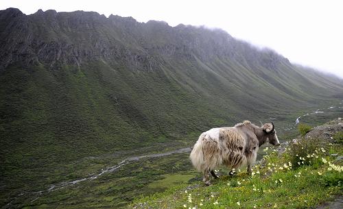 Yak