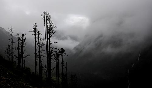 Forest and waterfall in cloud and mist