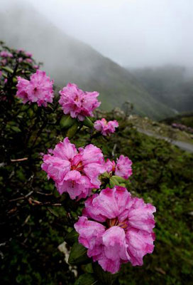 Flowers blossom on July 6.