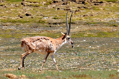 Tibetan antelope, a medium-sized bovid which is about 80 centimetres (2.6 ft) in height at the shoulder. [Photo\Old Tibet Photography]