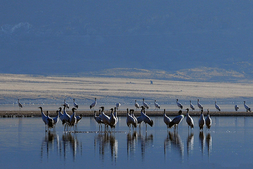 Black-necked cranes,breeding areas are alpine meadows, lakeside and riverine marshes and river valleys. They also make use of barley and wheat fields in these areas. [Photo\Old Tibet Photography]