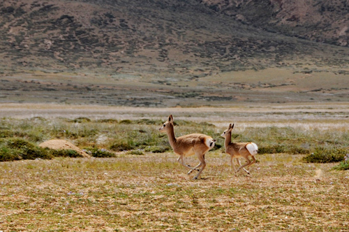 The Goa (Procapra picticaudata), also known as the Tibetan Gazelle, is a species of antelope.[Photo\Old Tibet Photography]