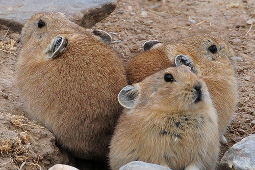 The plateau pikas,scientifically called ochotona curzoniaes, are related to the rabbit and native to the Qinghai-Tibetan plateau. [Photo\Old Tibet Photography]