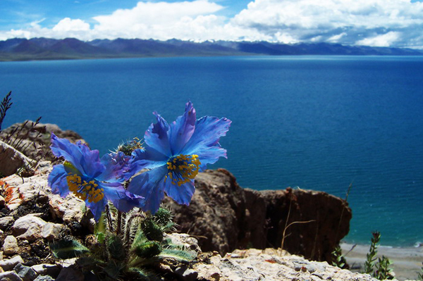 Meconopsis: "the solitary" on plateau